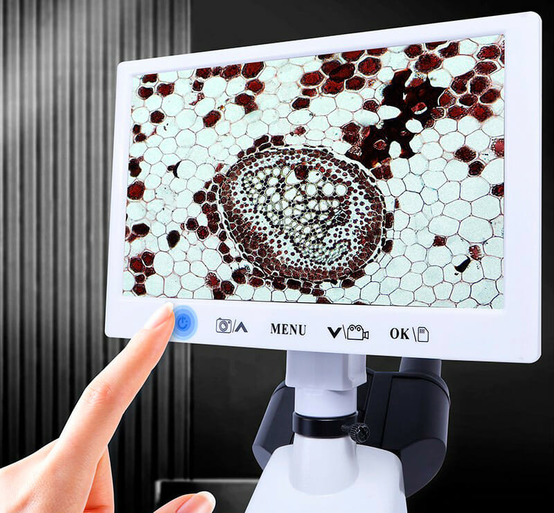 Microscopes Numériques: Un Comparatif Essentiel entre Kalstein et Bresser