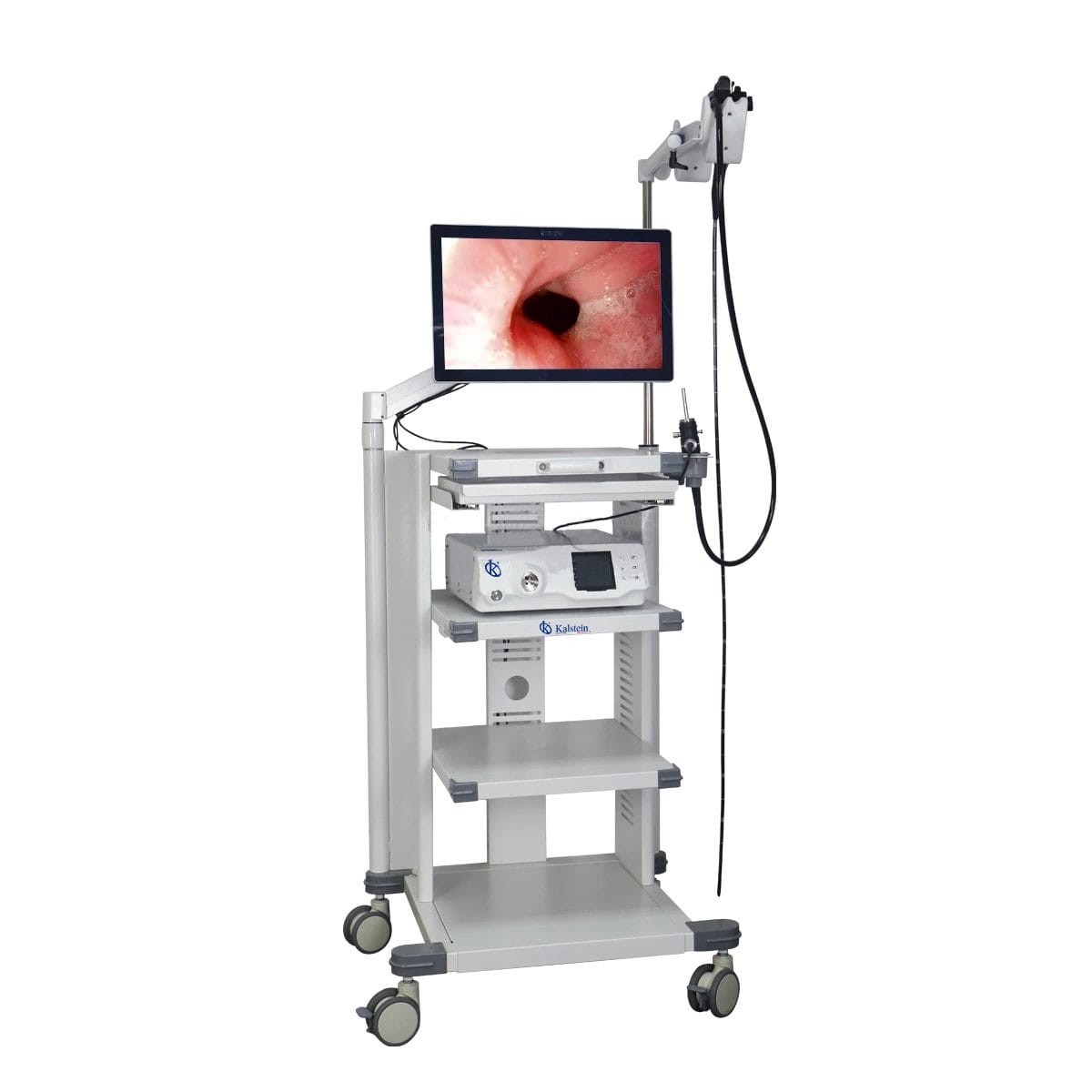 Approche actuelle: L'endoscope vidéo Kalstein dans les traitements vétérinaires