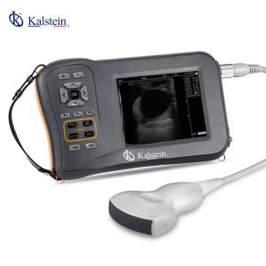 Échographie vétérinaire : Essentielle pour un Diagnostic Précis