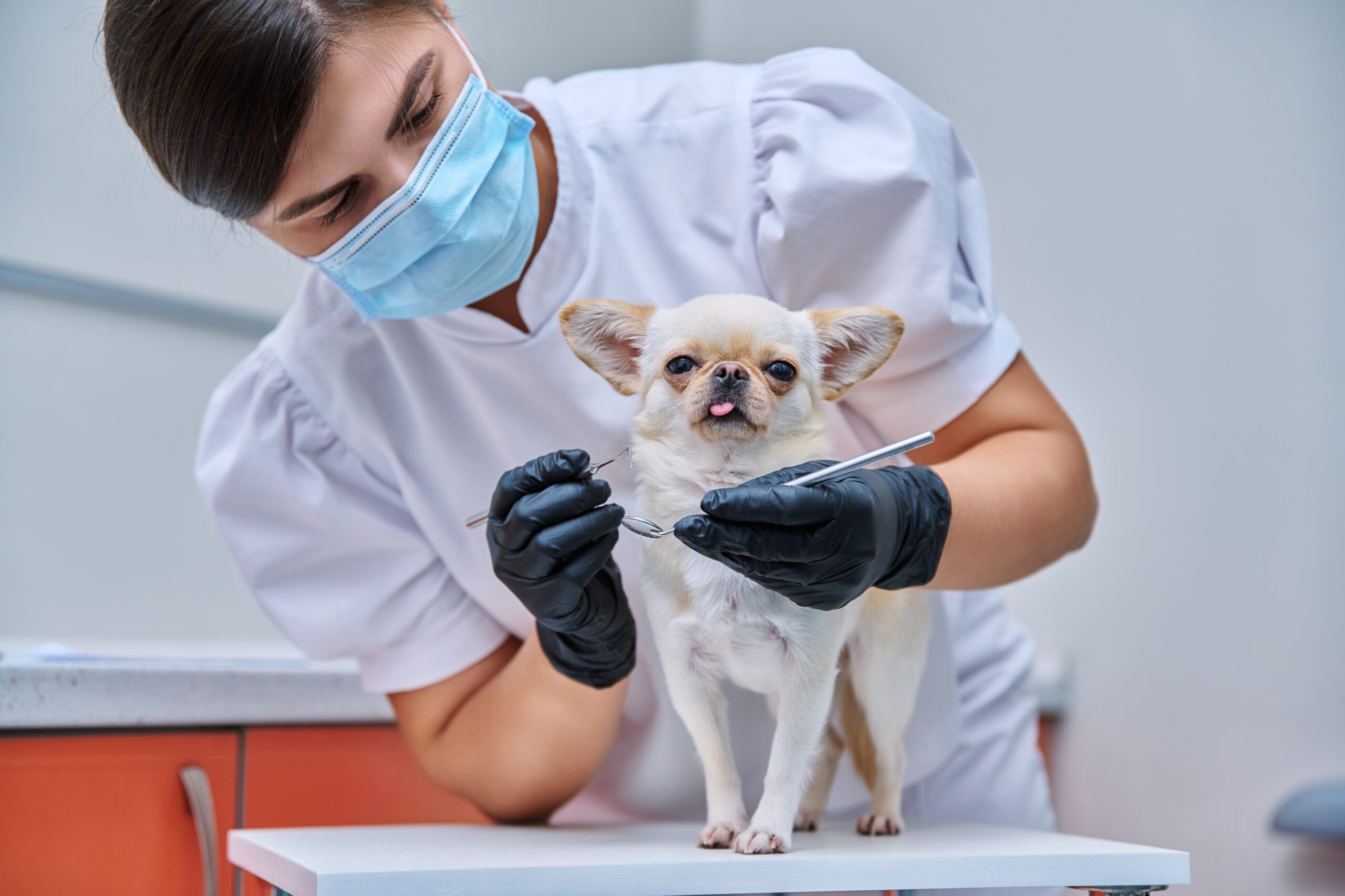 Grippe aviaire : comment éviter qu’elle ne devienne la prochaine pandémie ?