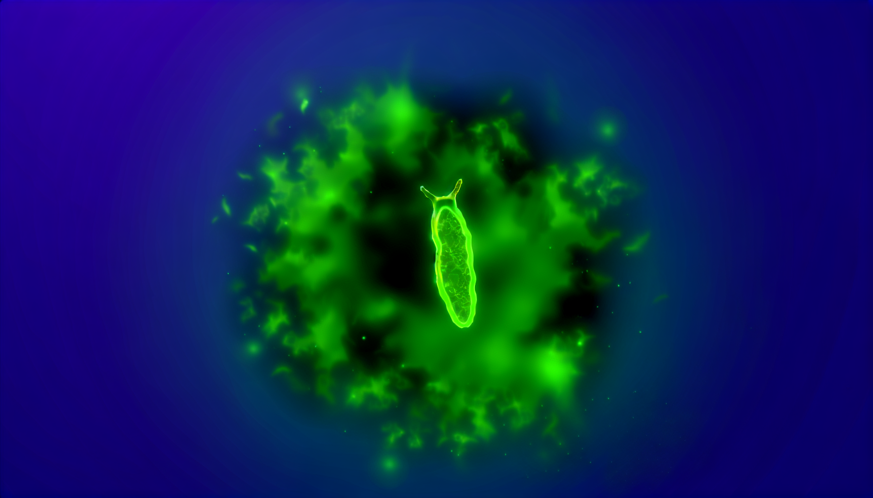 Les limaces de mer «solaires» : des voleurs de chloroplastes pour survivre en cas d'urgence